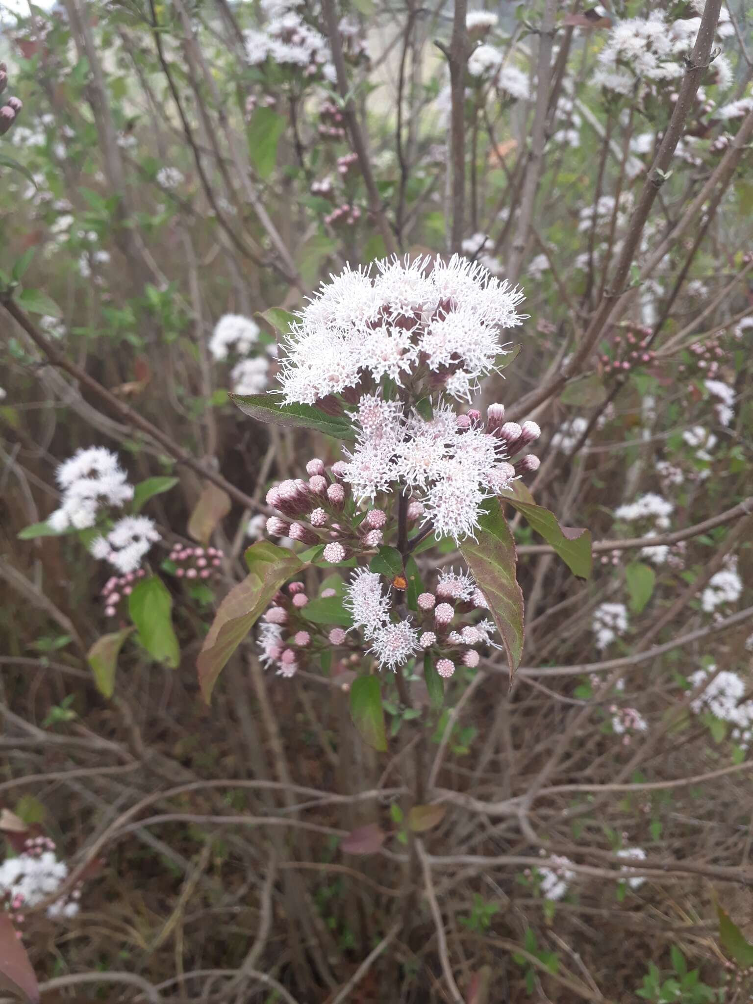 Sivun Chromolaena collina (DC.) R. King & H. Rob. kuva