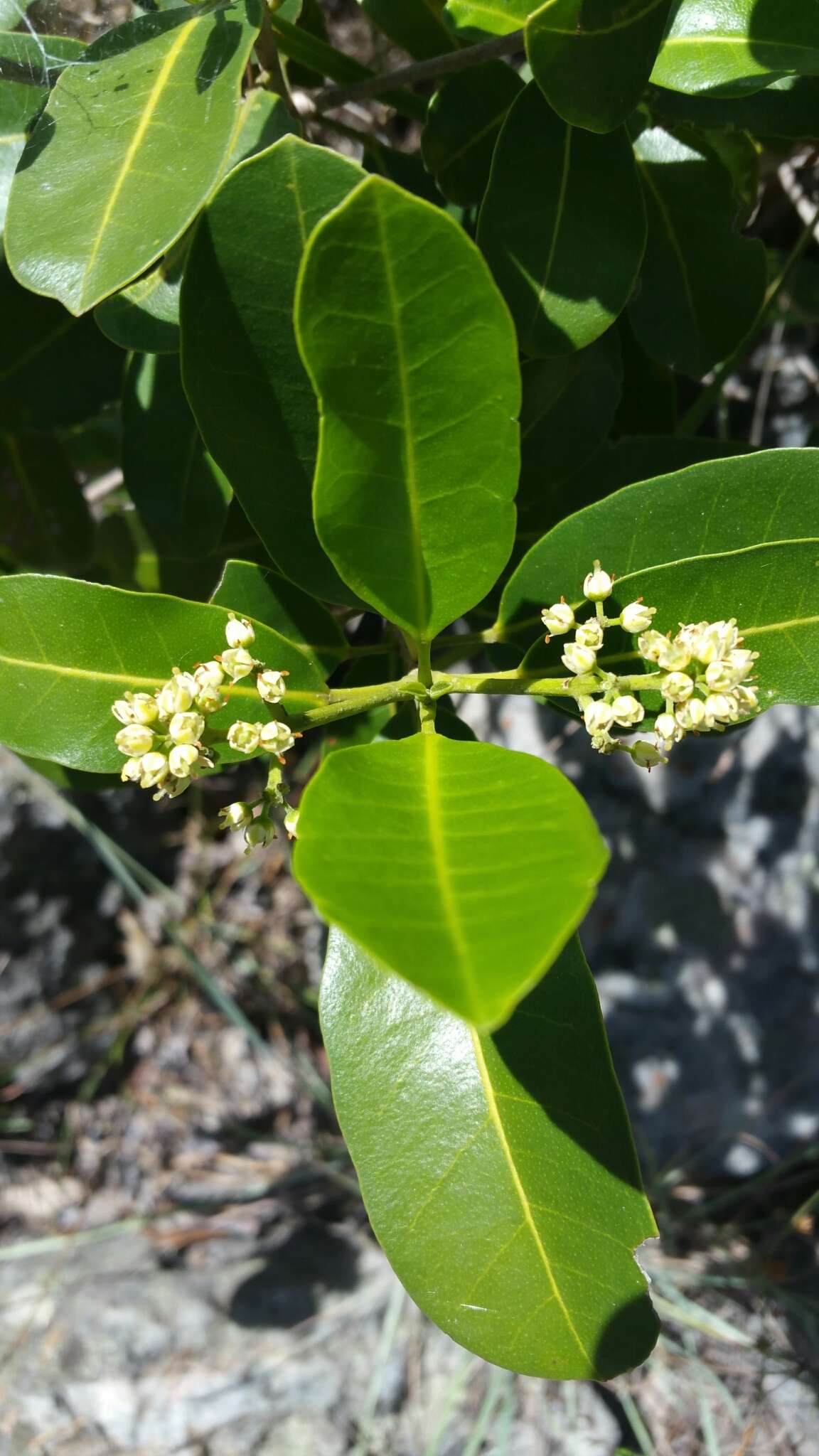 Image of Melicope madagascariensis (Baker) T. G. Hartley