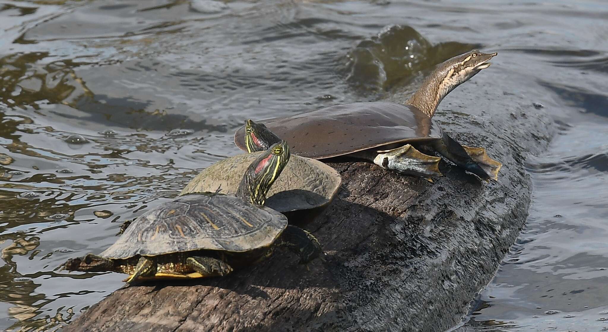 Image of Midland Smooth Softshell Turtle