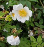 Image of Field-rose