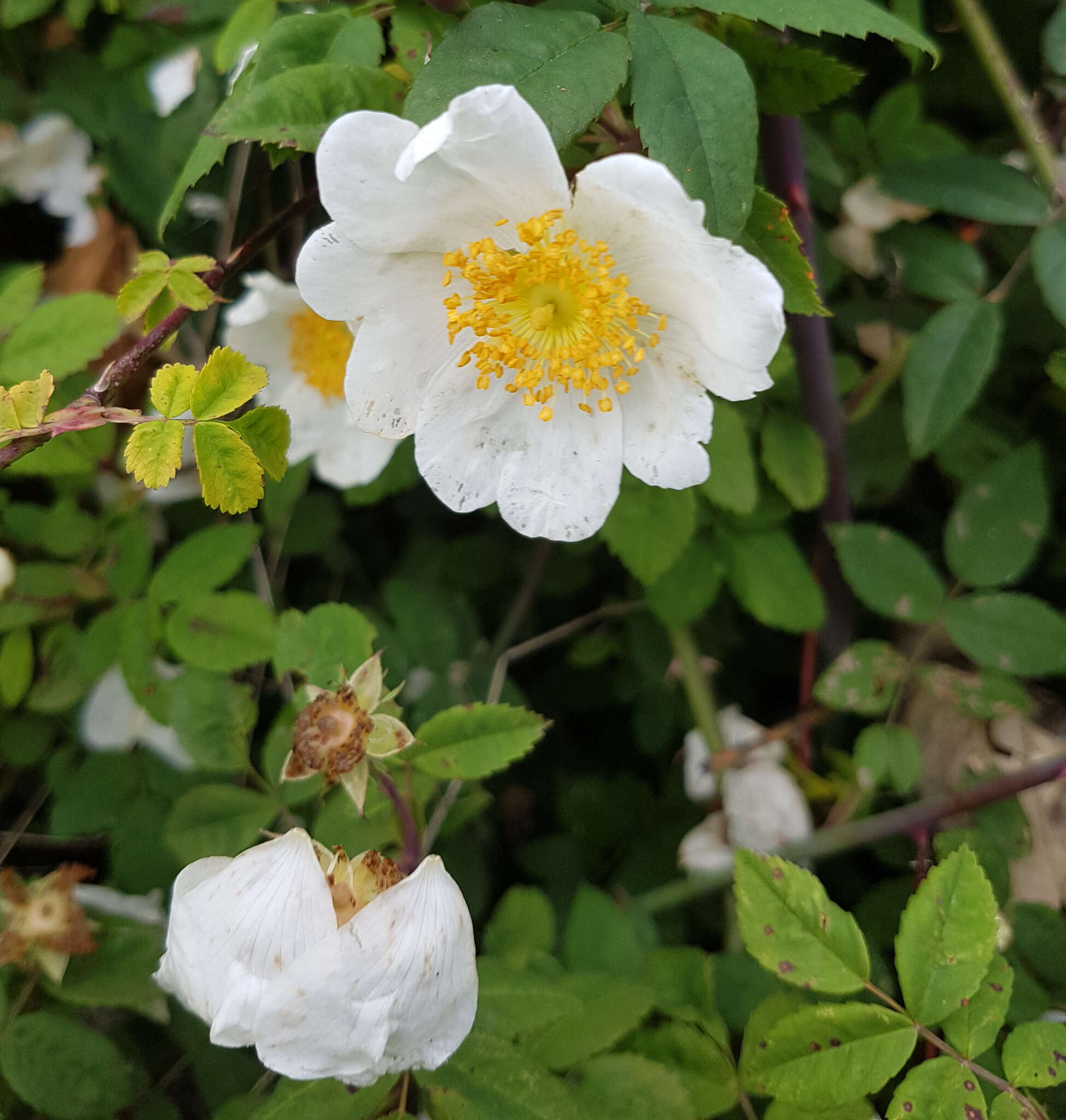 Image of Field-rose