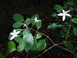 Image de Pseuderanthemum repandum (G. Forster) Guillaumin