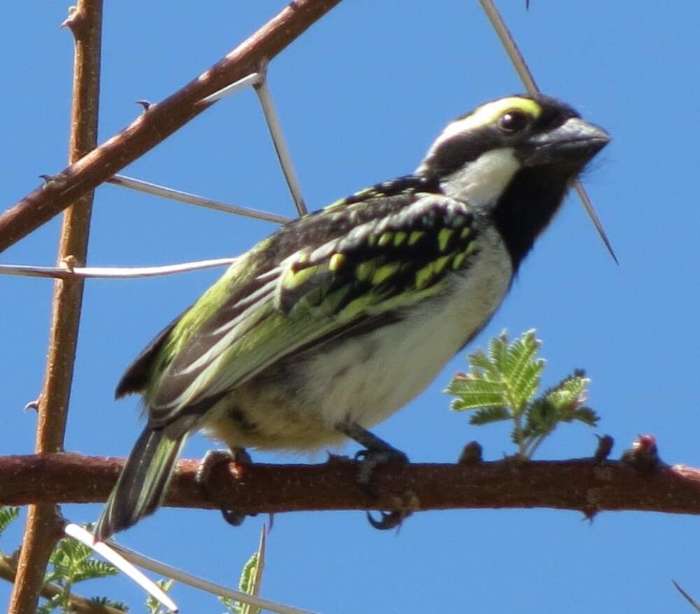 Tricholaema leucomelas centralis (Roberts 1932) resmi