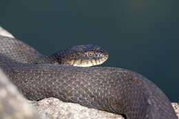 Image of Carolina Water Snake