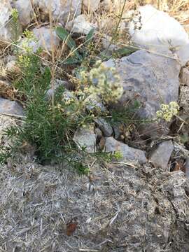 Image of Galium libanoticum Ehrend.