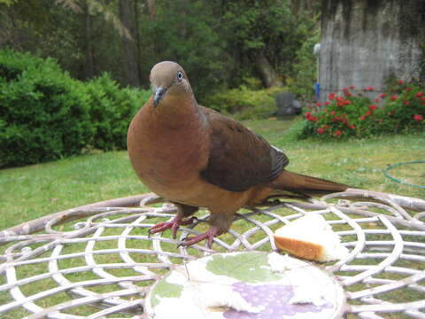 Image of Brown Cuckoo-Dove