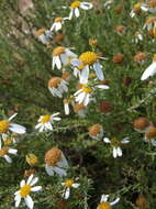 Image of Phymaspermum parvifolium (DC.) Benth. & Hook. fil.