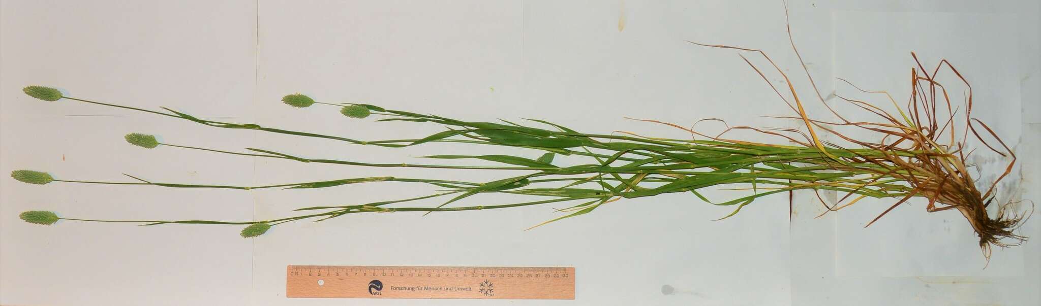 Imagem de Phalaris brachystachys Link