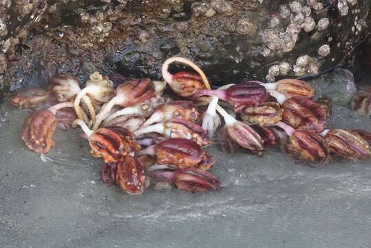 Image of New Zealand sea tulip