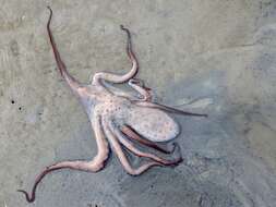 Imagem de Callistoctopus dierythraeus (Norman 1993)