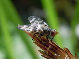 Image of Otites centralis (Fabricius 1805)