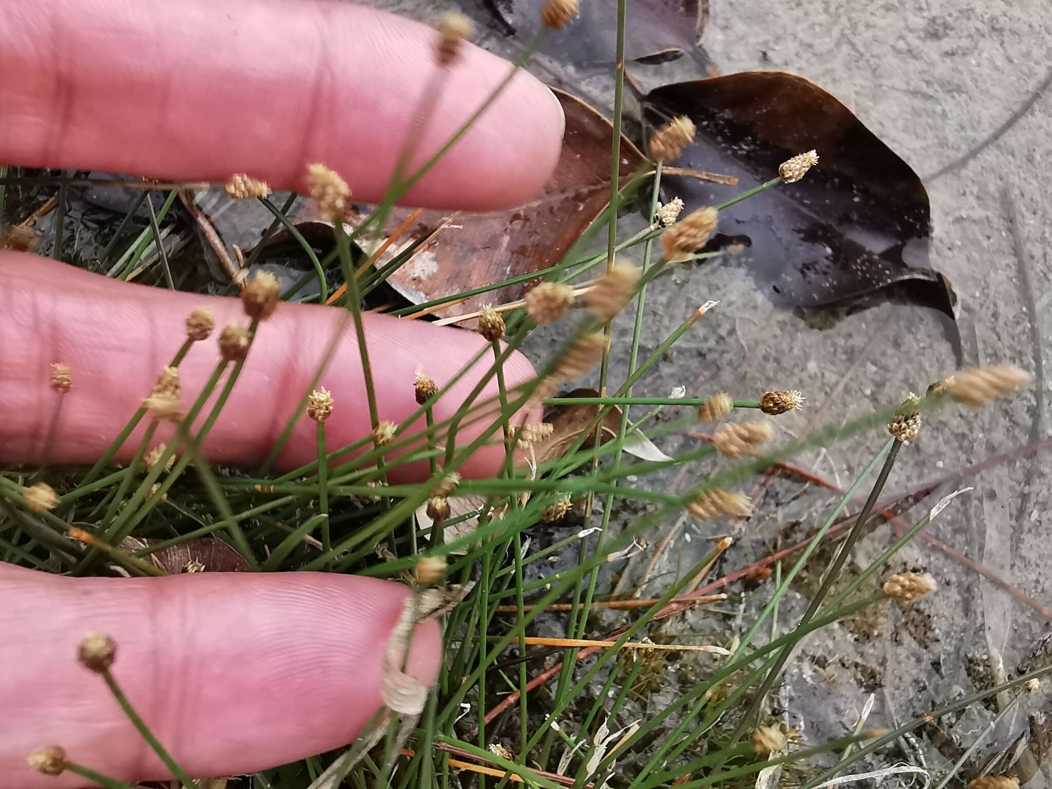 Plancia ëd Eleocharis geniculata (L.) Roem. & Schult.