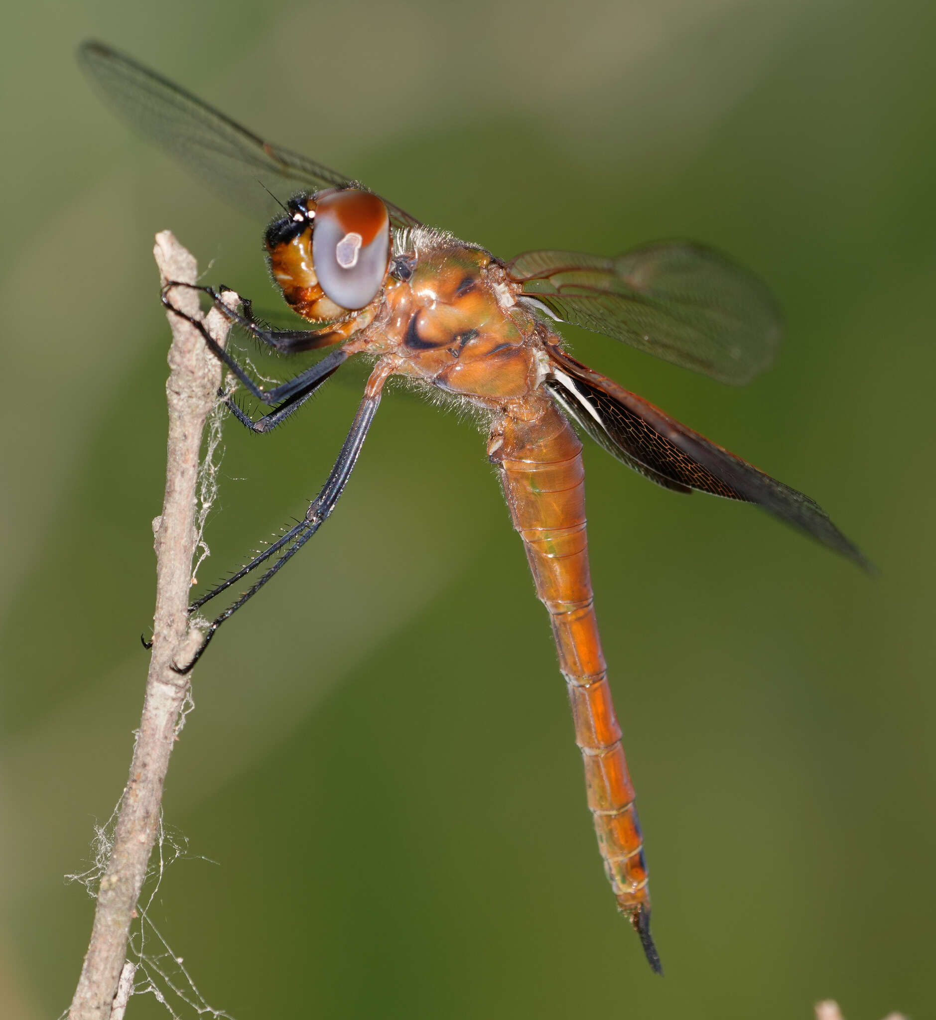 Tramea insularis Hagen 1861 resmi