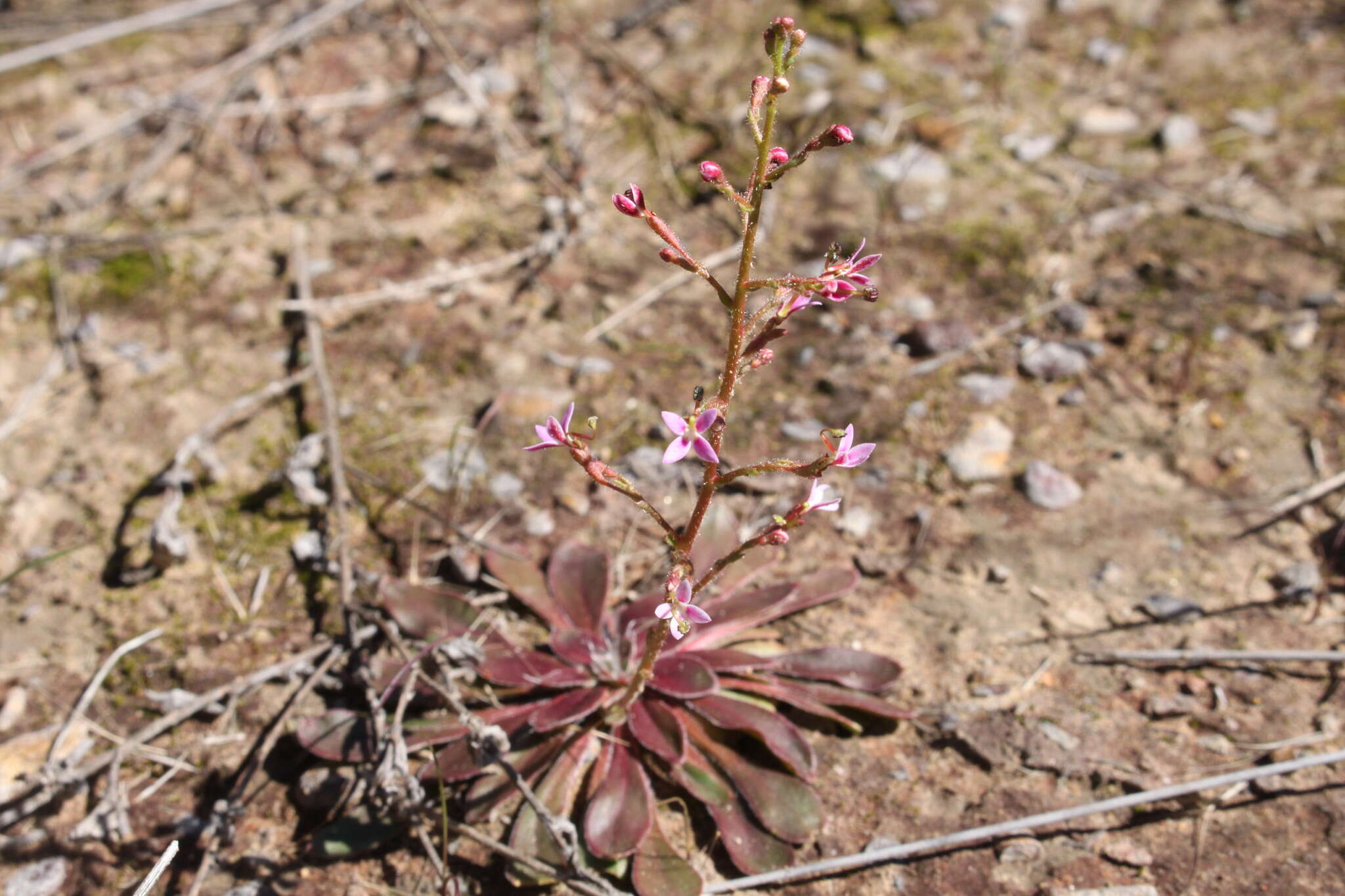 Stylidium eriorrhizum R. Br. resmi