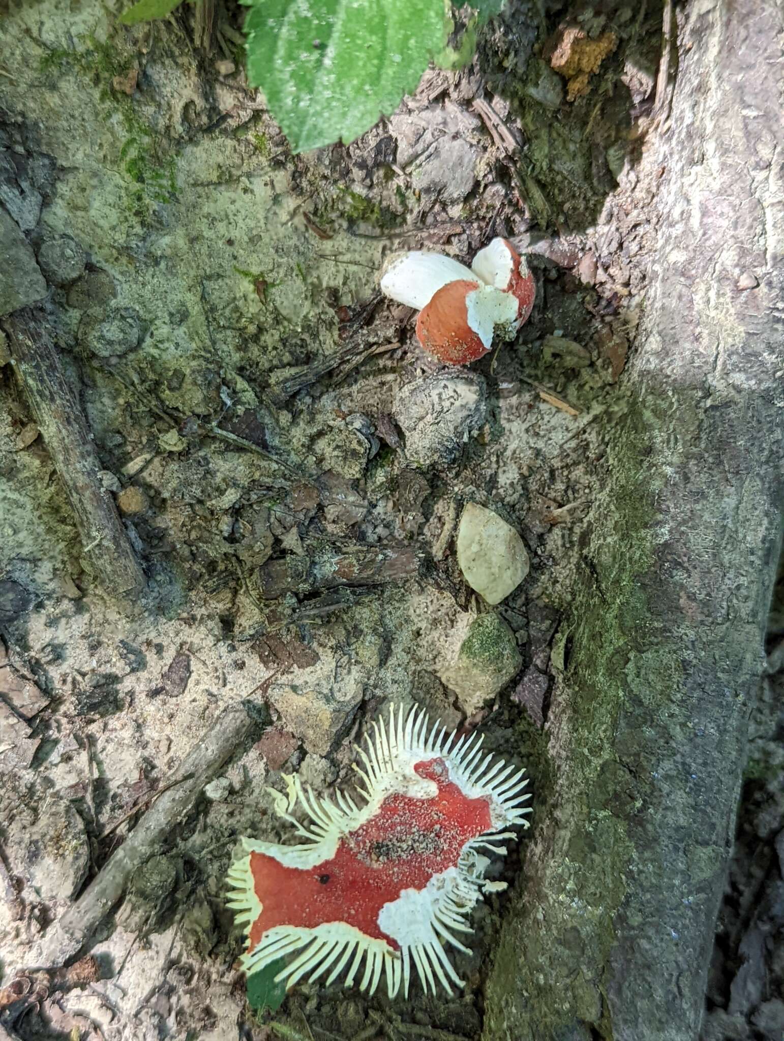 Image of Russula henningsii Sacc. & P. Syd. 1902