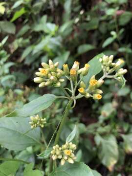 Schistocarpha eupatorioides (Fenzl) O. Kuntze resmi