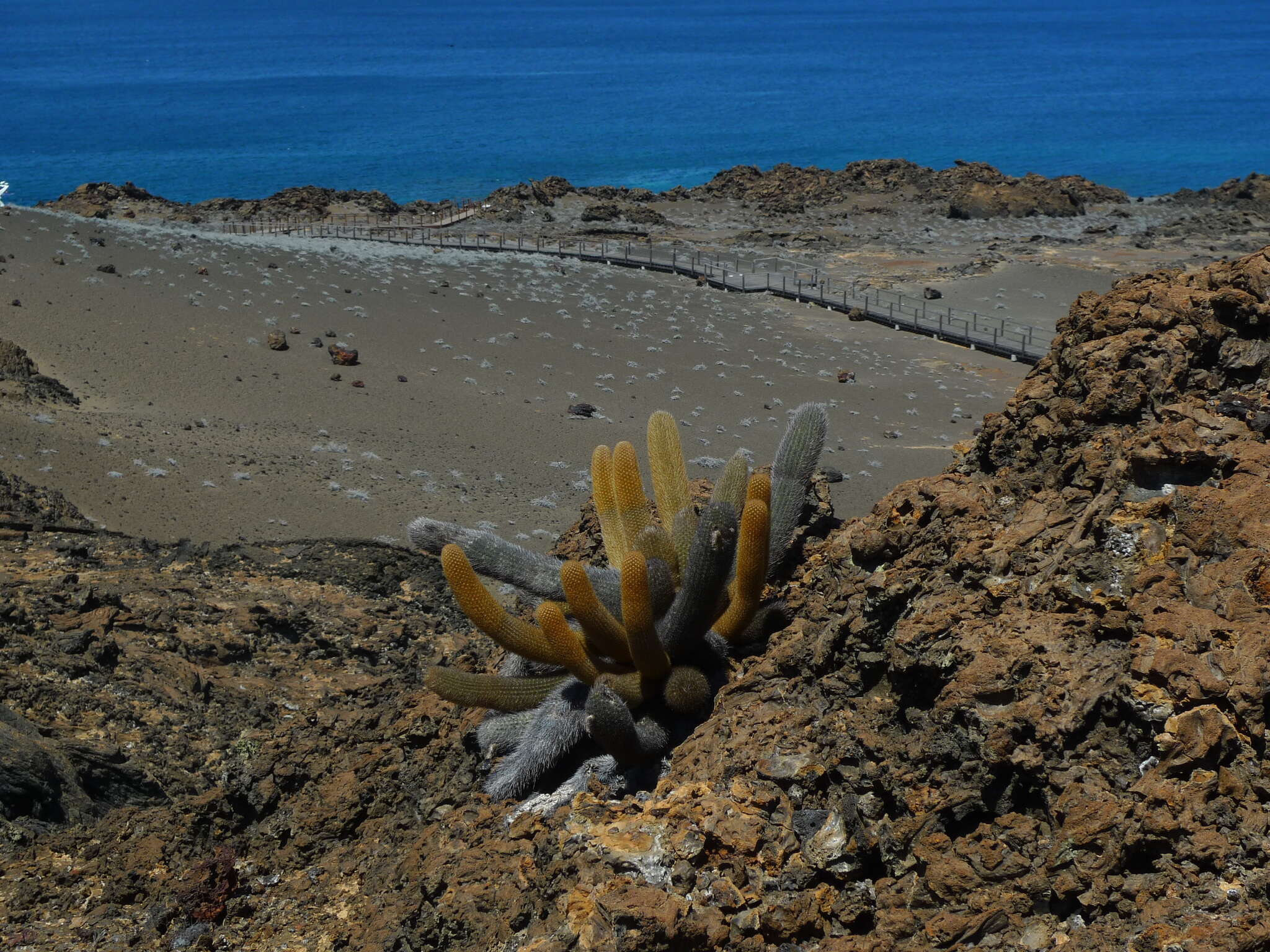 Image of Brachycereus