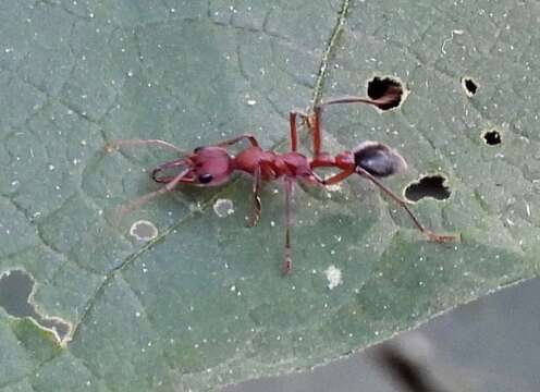 Image of Myrmecia comata Clark 1951