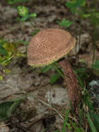 Image of Aureoboletus russellii (Frost) G. Wu & Zhu L. Yang 2016