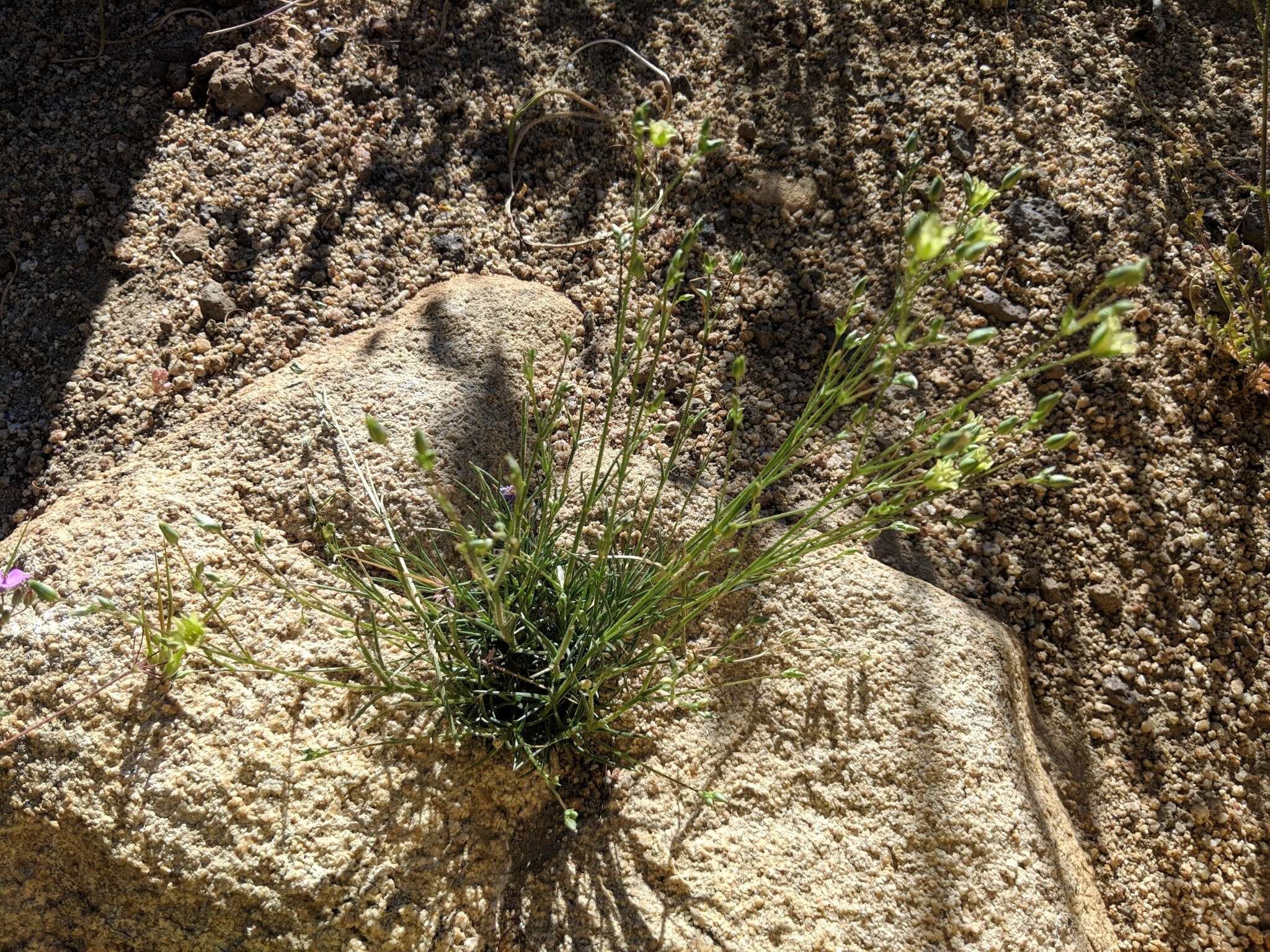 Image of Mojave Sandwort