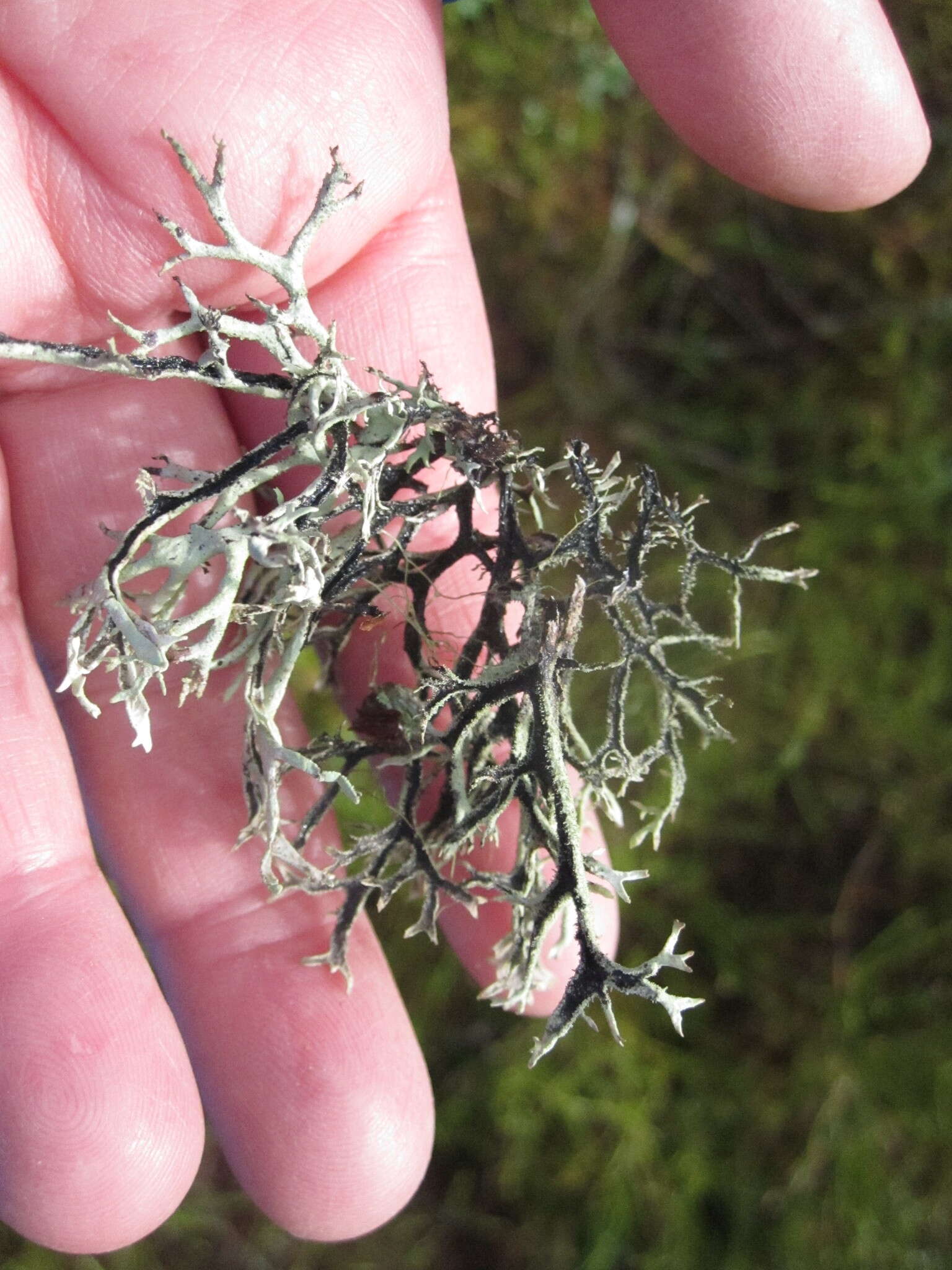 Image of light and dark lichen