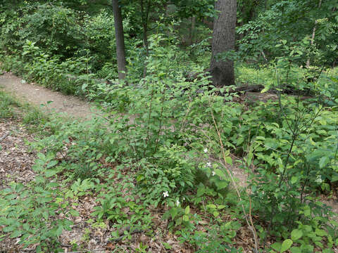 Image of scentless mock orange