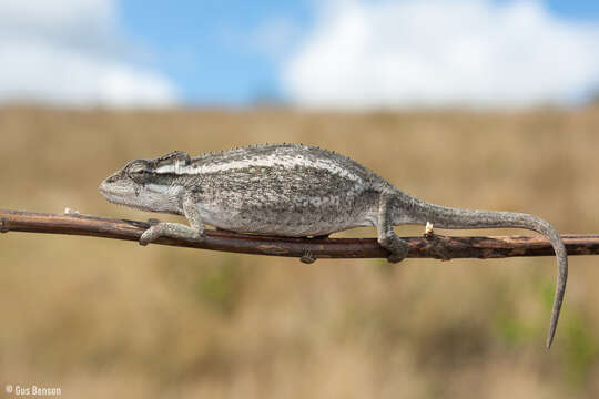 Image of Black-headed Dwarf Chameleon