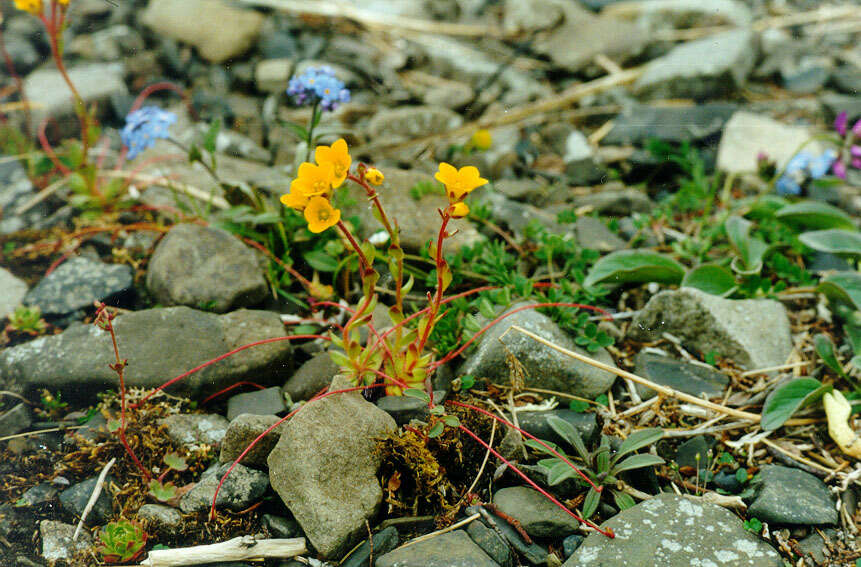 Image of broadsepal saxifrage