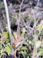 Image of Hippodamia apicalis Casey 1899