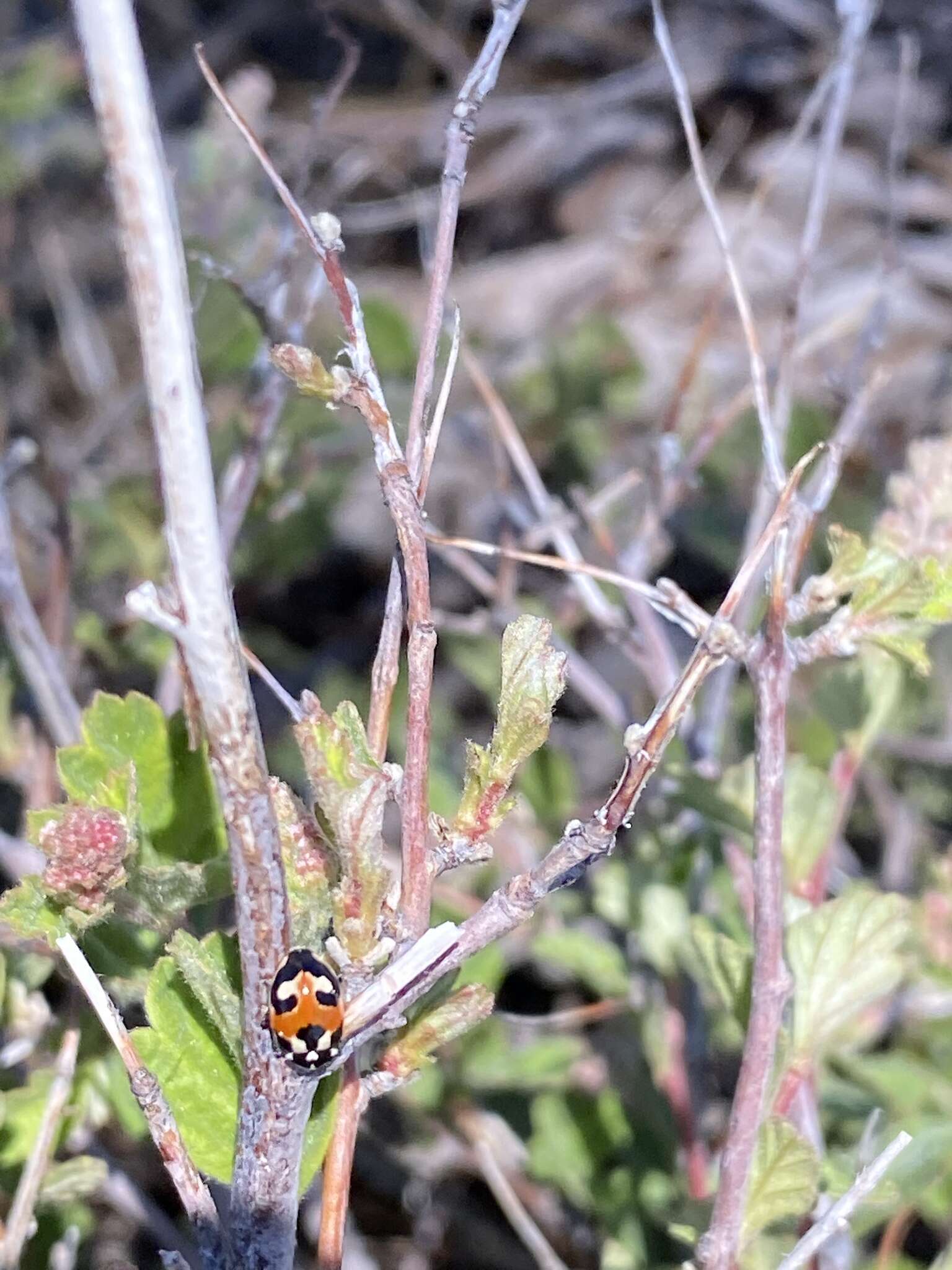 Image of Hippodamia apicalis Casey 1899