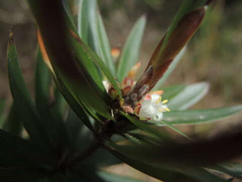 Imagem de Cyathodes platystoma C. M. Weiller