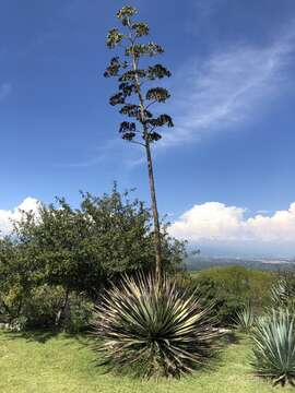 Image of tequila agave