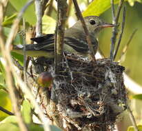 Image of Lesser Elaenia