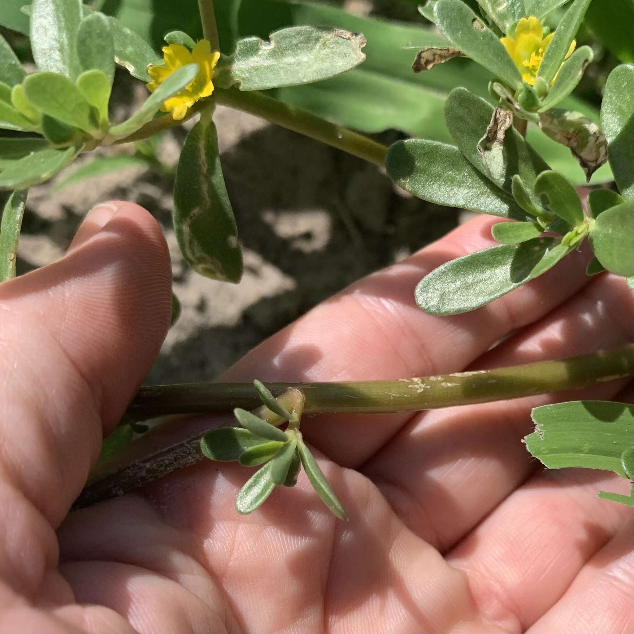 Image of Portulaca oleracea var. oleracea