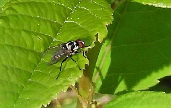 Image of Anthomyia procellaris Rondani 1866