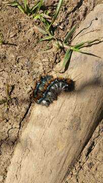 Plancia ëd Malacosoma constricta Edwards 1874