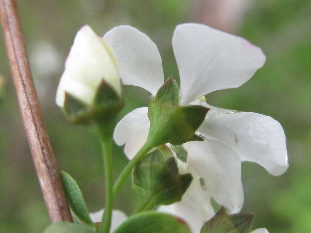 Image of bridalwreath spirea