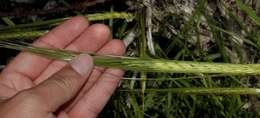 Image of spontaneous barley