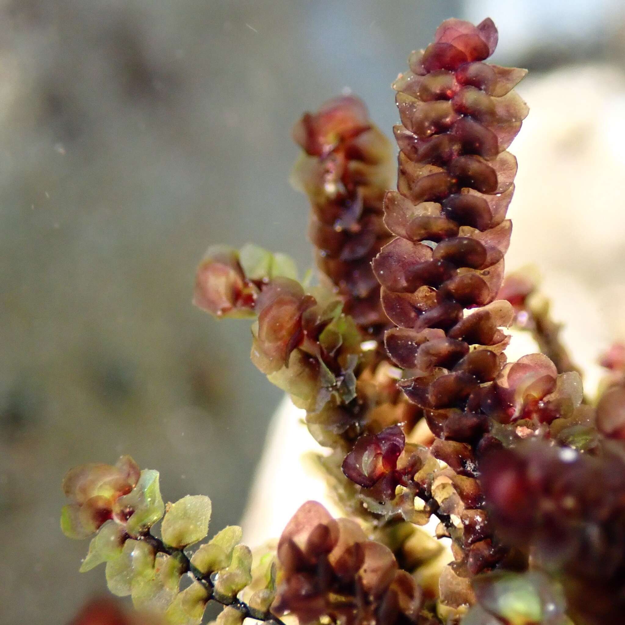 Image of Scapania undulata (L.) Dumort.