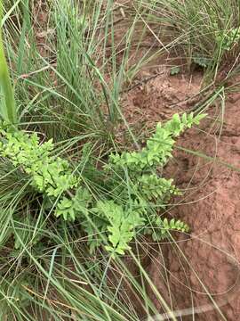 Plancia ëd Oeosporangium