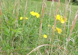 Plancia ëd Oenothera fruticosa L.