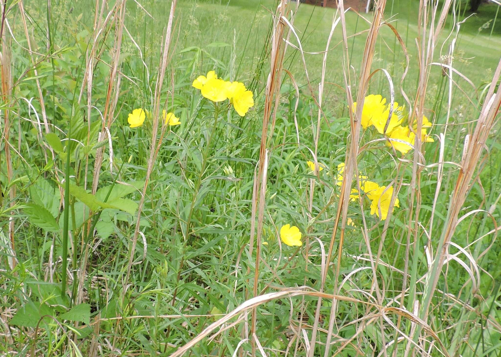 Plancia ëd Oenothera fruticosa L.