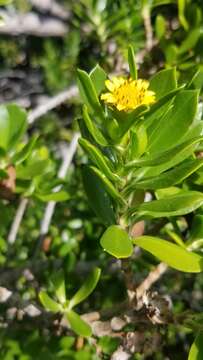 Image of Tree Oxeye