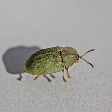 Image of thistle tortoise beetle