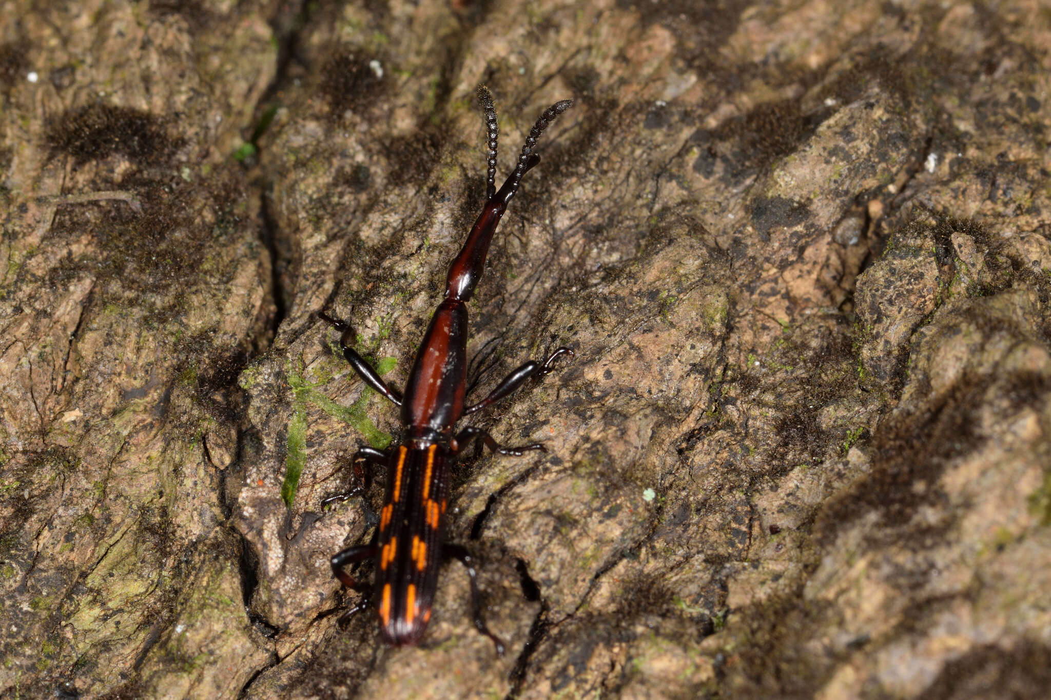 Image of Brentus vulneratus Gyllenhal 1833