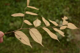 Image de Pterospermum rubiginosum Heyne