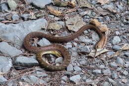 Image of Stejneger's Bamboo Snake