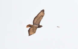 Image of African Red-tailed Buzzard