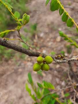 Plancia ëd Swartzia flaemingii var. psilonema (Harms) Cowan