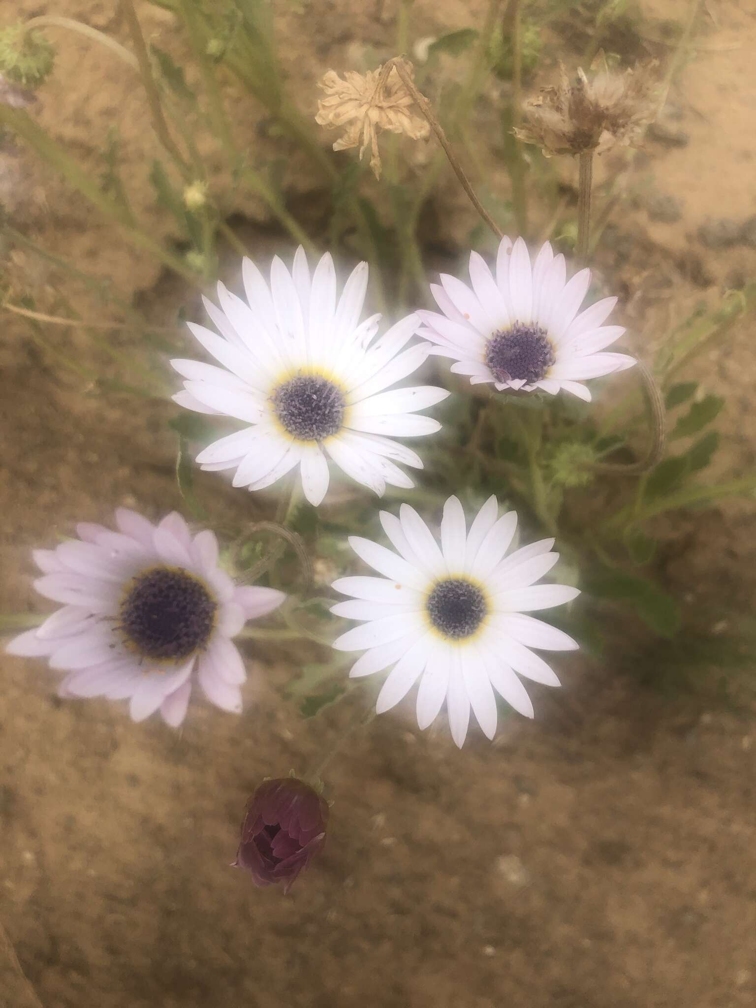 Image of Free State daisy